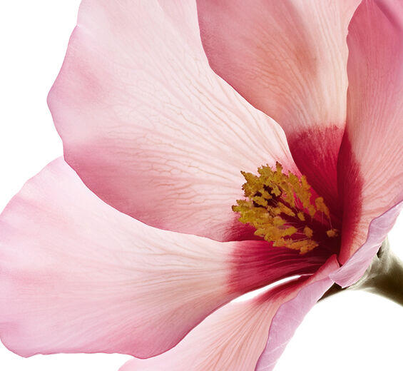 Hibiscus sabdariffa-Hibiscus sabdariffa kukka happoja-Hibiscus sabdariffa flower extract