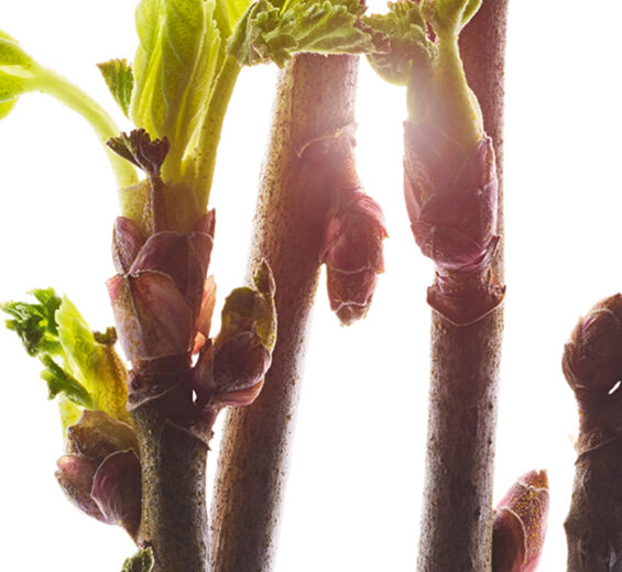 Mustaherukka-Luomu mustaherukan silmu-uute-Ribes nigrum (black currant) bud extract
