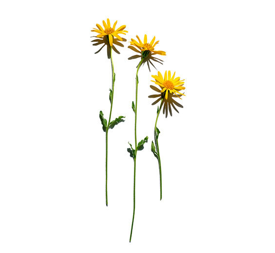 Arnika-Arnikauute-Arnica montana flower extract