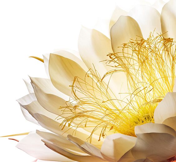 Kuunvalo kukka-Kuunvalokukka cryo-uute-Cereus grandiflorus (cactus) flower extract