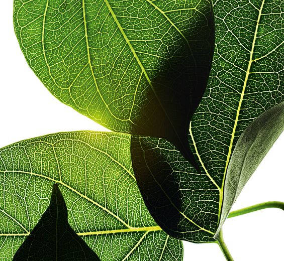 Gymnema-Gymnema-uute-Gymnema sylvestre leaf extract