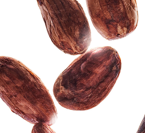 Kaakaopuu-Luomu kaakaovoi-Theobroma cacao (cocoa) seed butter