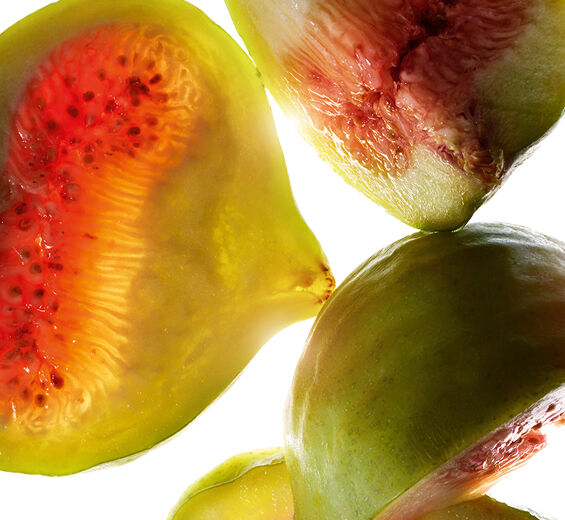 Viikunapuu-Viikunauute-Ficus carica (fig) fruit extract