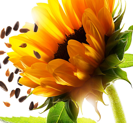 Auringonkukka-Auringonkukka-vaha-Helianthus annuus (sunflower) seed wax