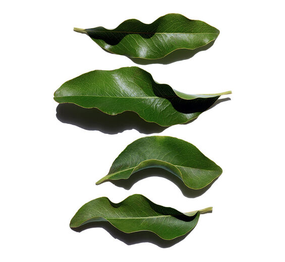 Afrikkalainen eboni-Orgaaninen afrikkalainen ebony-uute-Diospyros mespiliformis leaf extract
