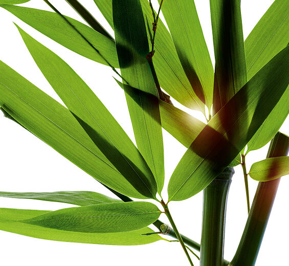 Bambu-Bambujauhe-Bambusa arundinacea stem extract