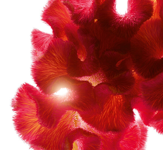 Celosia-Celosia-uute-Celosia cristata flower extract
