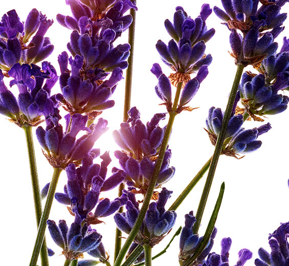 Laventeli-Orgaaninen laventeli eteerinen &ouml;ljy-Lavandula angustifolia (lavender) oil