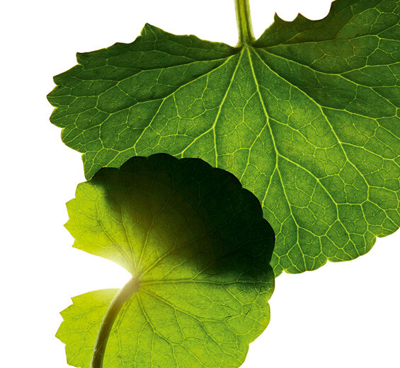 Centella asiatica-Asiaticosidi-Asiaticoside