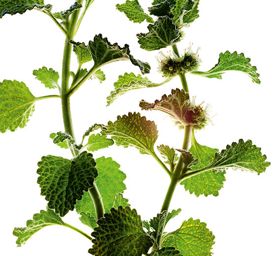 Valkoinen horehound-Orgaaninen valkoinen horehound-uute-Marrubium vulgare extract