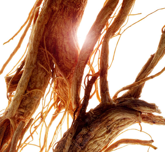 Ginseng-Ginseng -uute-Panax ginseng root extract