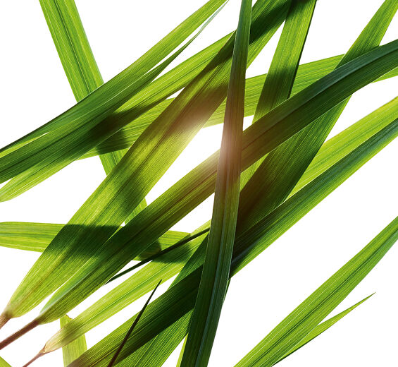 Bisonnihein&auml;-Bisoninruoho-uute-Hierochloe odorata extract