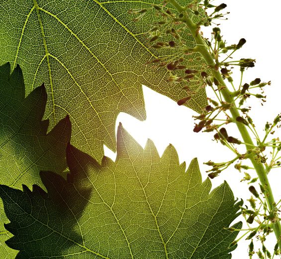 Viini-Viinirypäleiden kukkien soluekstrakti-Vitis vinifera (grape) flower cell extract