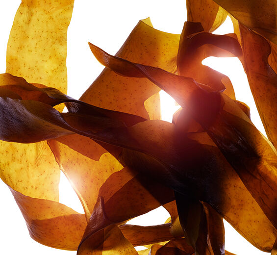 Wakame-Orgaaninen wakame-uute-Undaria pinnatifida extract