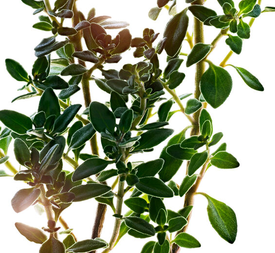 Sitruunatimjami-Sitruunatimjamin uute-Thymus citriodorus flower/leaf extract