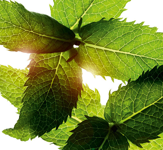 Kentt&auml;minttu-Mentoli-Menthol