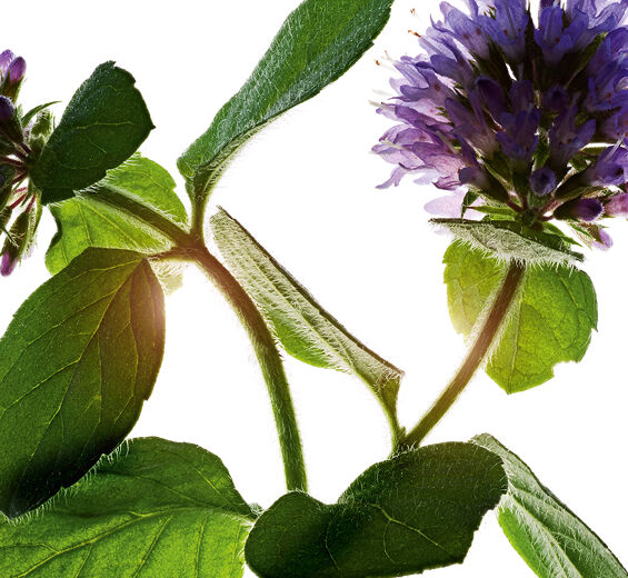 Vesiminttu-Luonnollinen vesiminttu-Mentha aquatica leaf extract