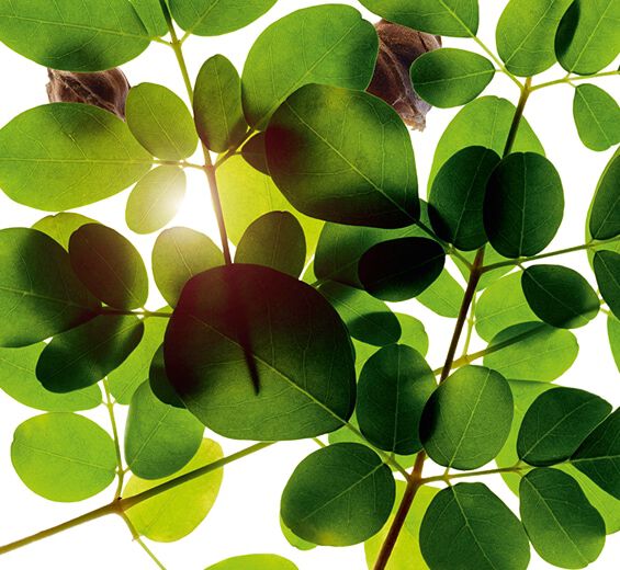 Moringa-Moringa -uute-Moringa oleifera seed extract