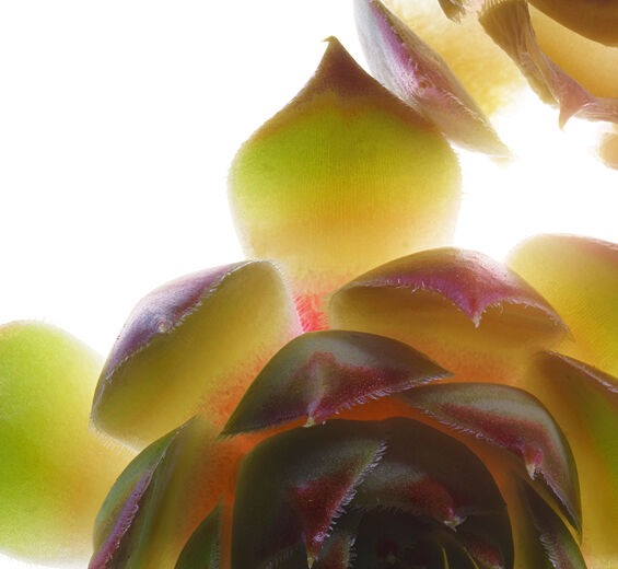 Häkkilä-Luomu talvikki-uute-Sempervivum tectorum extract