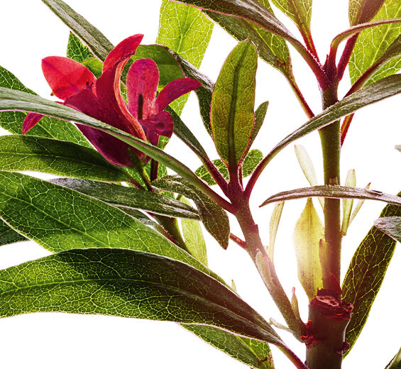 Alpenruusu-Alpenroosiuute-Rhododendron ferrugineum extract