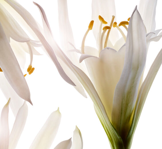 Merililja-Luonnollinen merililja-uute-Pancratium maritimum extract