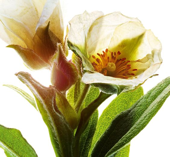 Montpellierin kalliokukka-Luonnollinen montpellierin kalliopioni-uute-Cistus monspeliensis extract