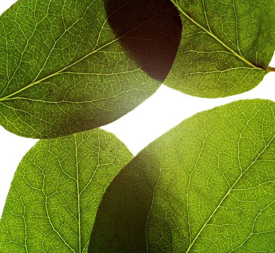 Kvitten-Quince-lehden uute-Cydonia oblonga leaf extract