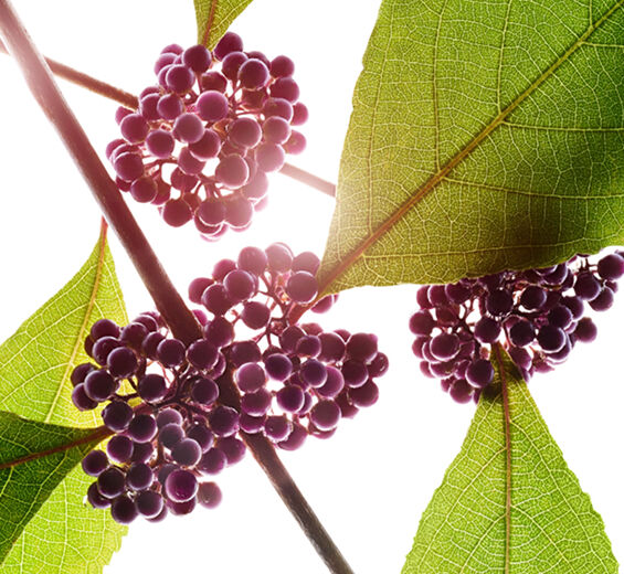 Kauneusmarja-Kauneusmarja-uute-Callicarpa japonica fruit extract