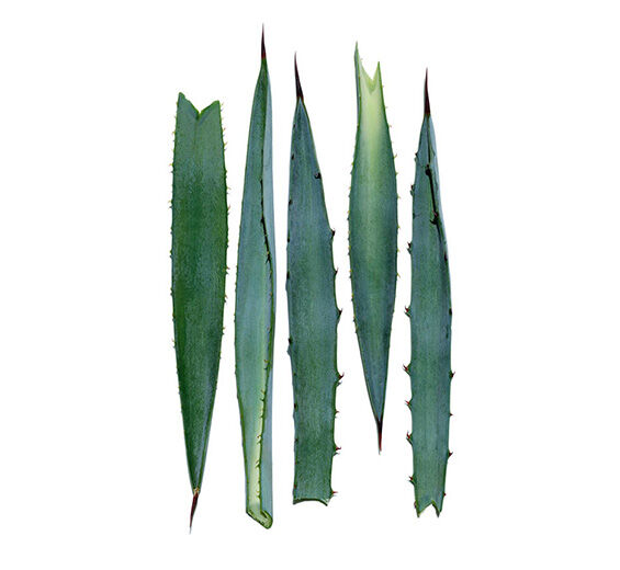 Sininen agave-Sininen agave-uute-Agave tequilana leaf extract