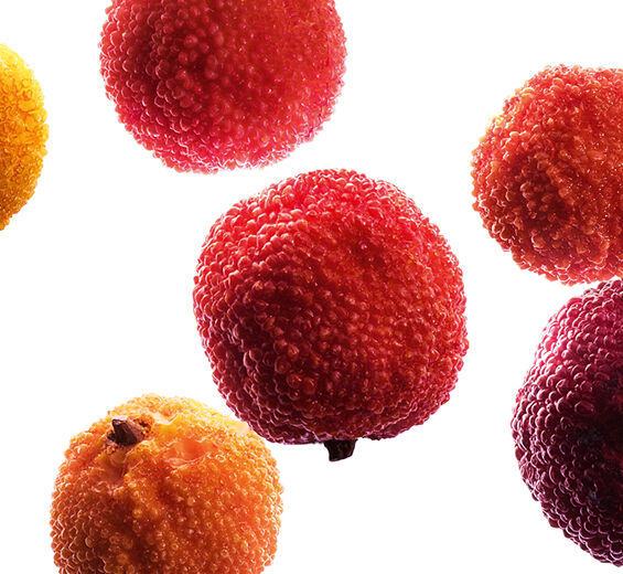 mansikkapuu-Luomu mansikkapuun hedelm&auml;uute-Arbutus unedo fruit extract