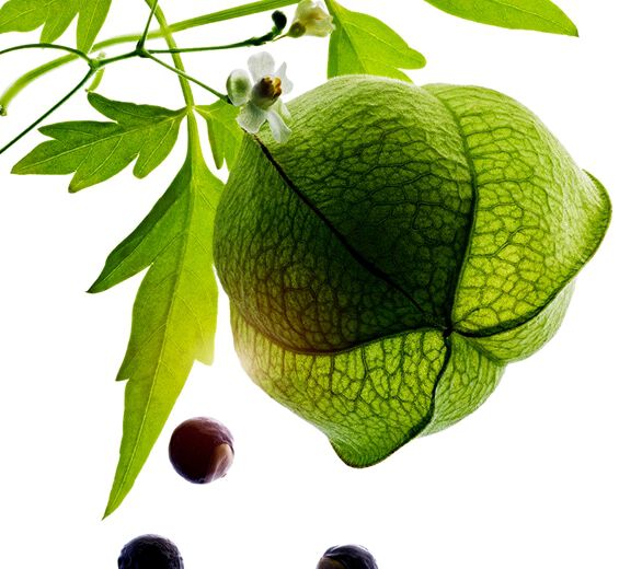 Syd&auml;npapu-Luomupapuuute-Cardiospermum halicacabum flower/leaf/vine extract