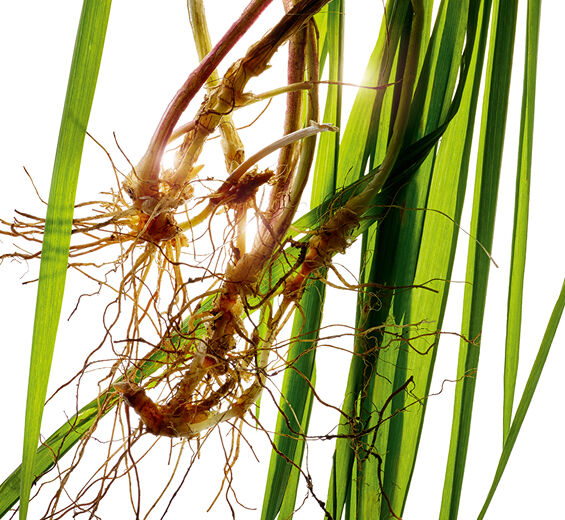Agropyron-Orgaaninen agropyron-uute-Agropyron repens root extract