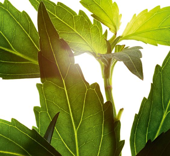 Orthosiphon-Orthosiphon uute-Orthosiphon stamineus extract