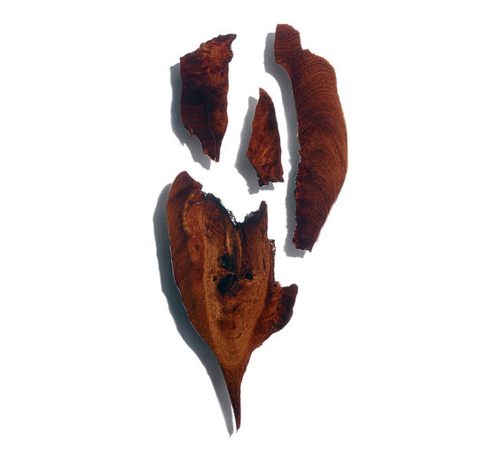 Bocoa-Bocoa-uute-Bocoa prouacensis extract