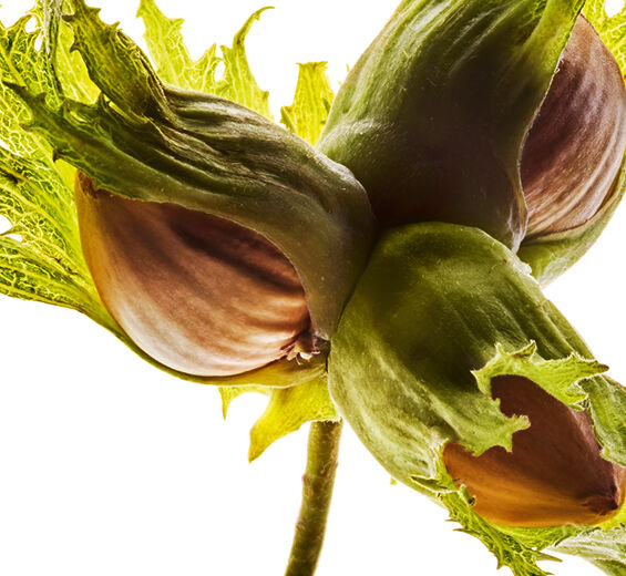 Häkkeli-Luomu hasselpähkinäöljy-Corylus avellana (hazel) seed oil