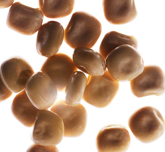 Valkoinen lupini-Luonnollinen valkoinen lupiinouute-Hydrolyzed lupine protein