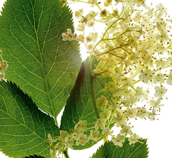 Vanhempi-Luomu vanhuksen uute-Sambucus nigra flower extract