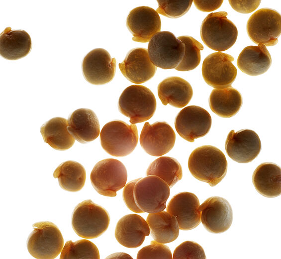 Quinoa-Quinoa-uute-Chenopodium quinoa seed extract