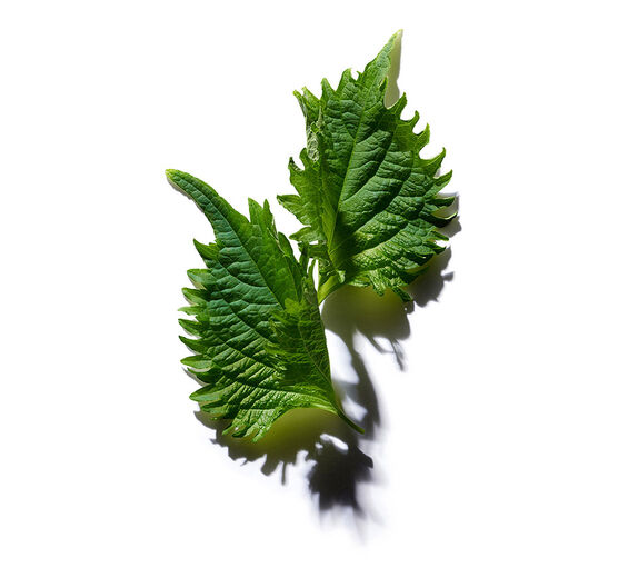 Perilla-Luomu perilla-&ouml;ljy-Perilla ocymoides seed oil