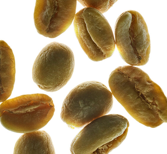 Arabica-kahvipensas-Kasvi kofeiini-Caffeine