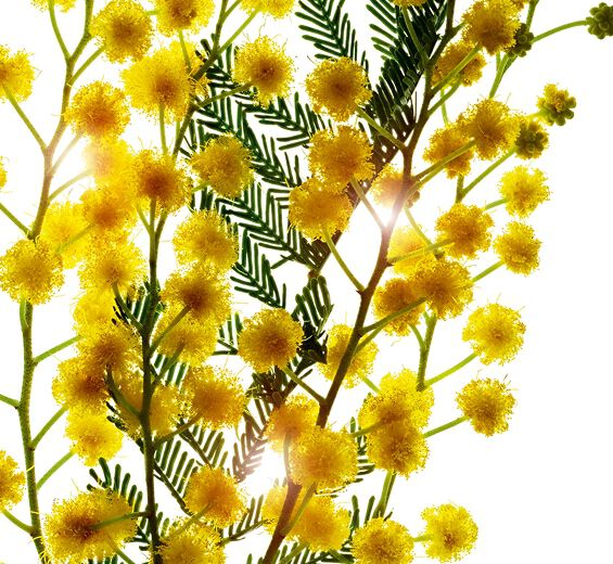 Akasia Senegal -puu-Akasia mikrohelmiä-Acacia Senegal gum