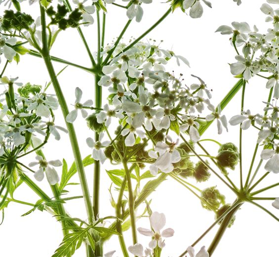 Villikervi-Luonnollinen villi persilja-uute-Anthriscus sylvestris extract