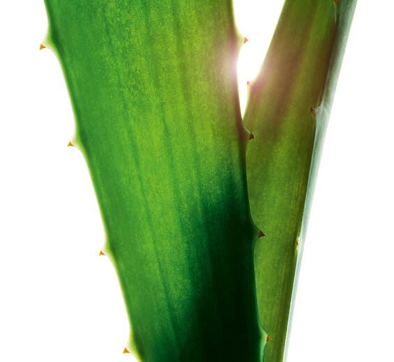 Aloe vera-Aloe vera -uute-Aloe barbadensis leaf juice,aloe barbadensis leaf juice powder