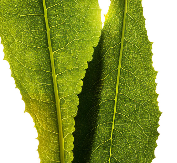 Sikuri-Cikoria-uute-Cichorium intybus (chicory) leaf extract