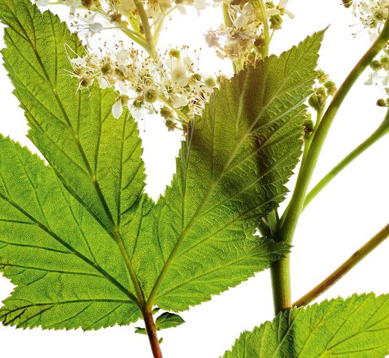 Niittyleinikki-Meadowsweet-uute-Spiraea ulmaria extract