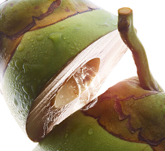 Kookospalmu-Luomu kookosvesi-Cocos nucifera (coconut) fruit juice