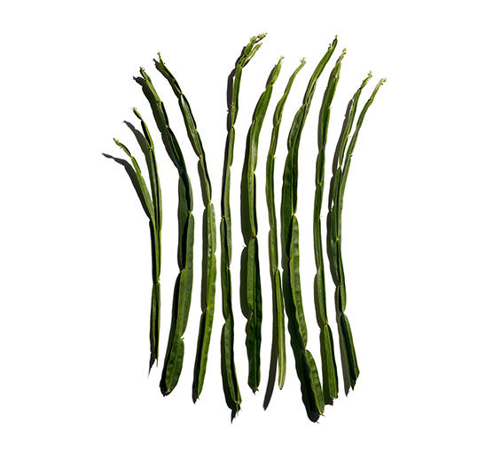 Baccharis-Baccharis-uute-Baccharis genistelloides extract