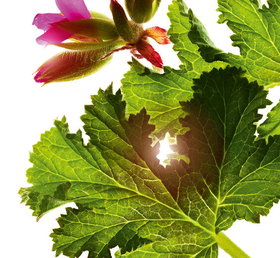 Makea tuoksu geranium-Makea tuoksuva geraniumin eteerinen &ouml;ljy-Pelargonium graveolens flower oil