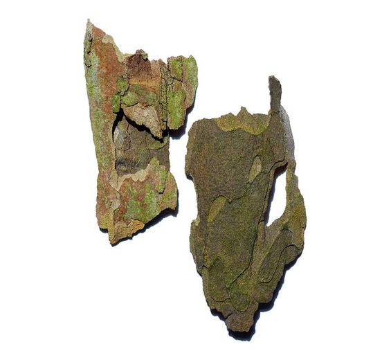 Platan-Lentopuu-uute-Platanus occidentalis bark extract