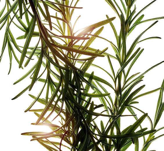 Rosmariini-Rosmariiniuute-Rosmarinus officinalis (rosemary) leaf extract